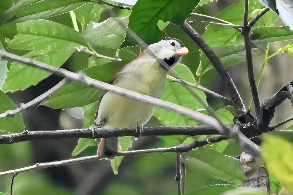 灰头鸦雀(Paradoxornis gularis)