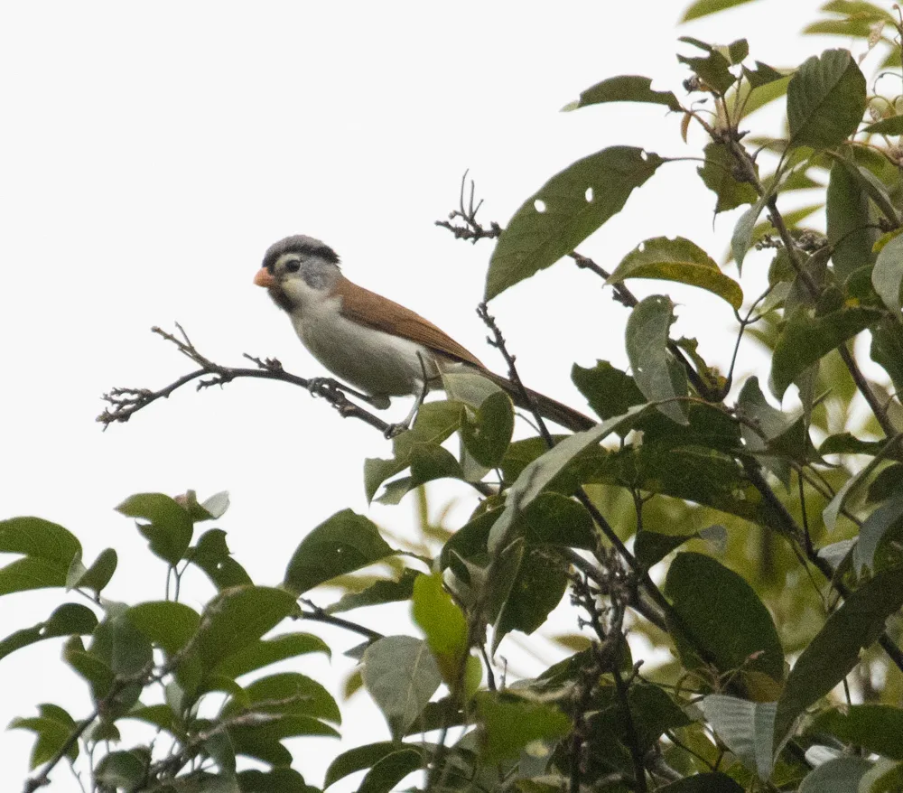 灰头鸦雀(Paradoxornis gularis)
