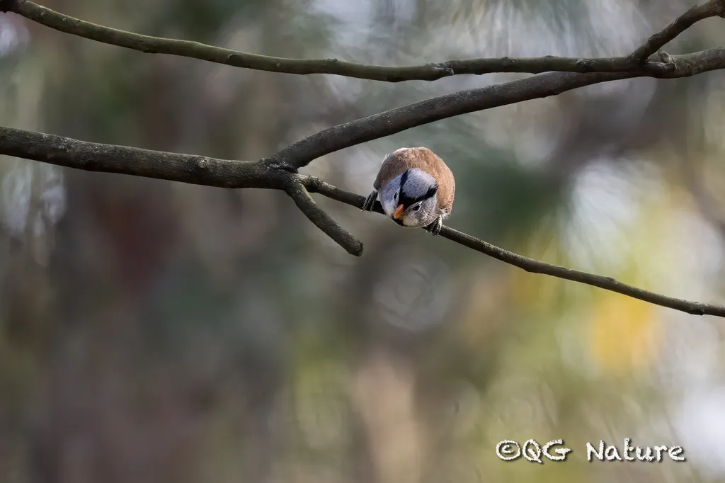 灰头鸦雀(Paradoxornis gularis)
