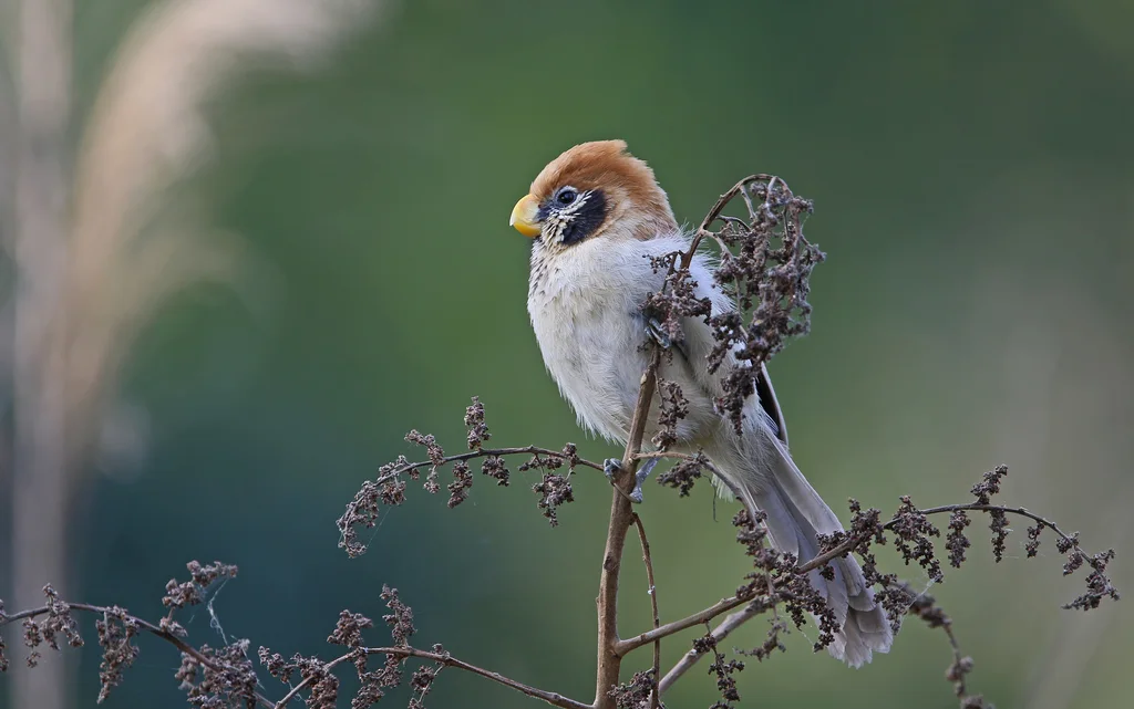 点胸鸦雀(Paradoxornis guttaticollis)