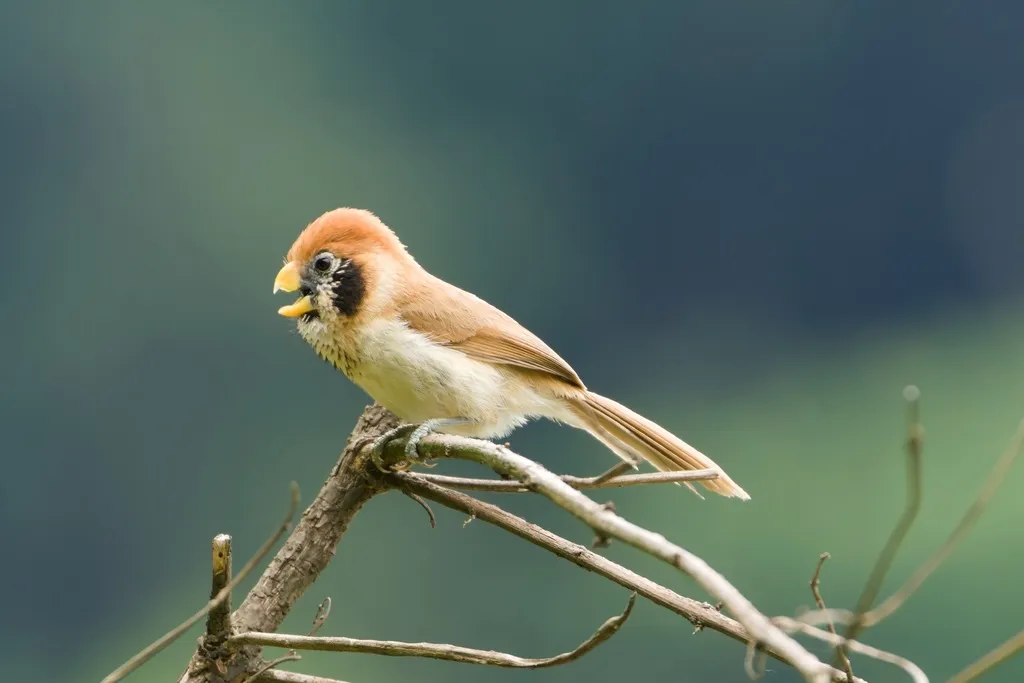 点胸鸦雀(Paradoxornis guttaticollis)