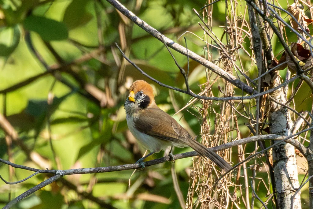 点胸鸦雀(Paradoxornis guttaticollis)