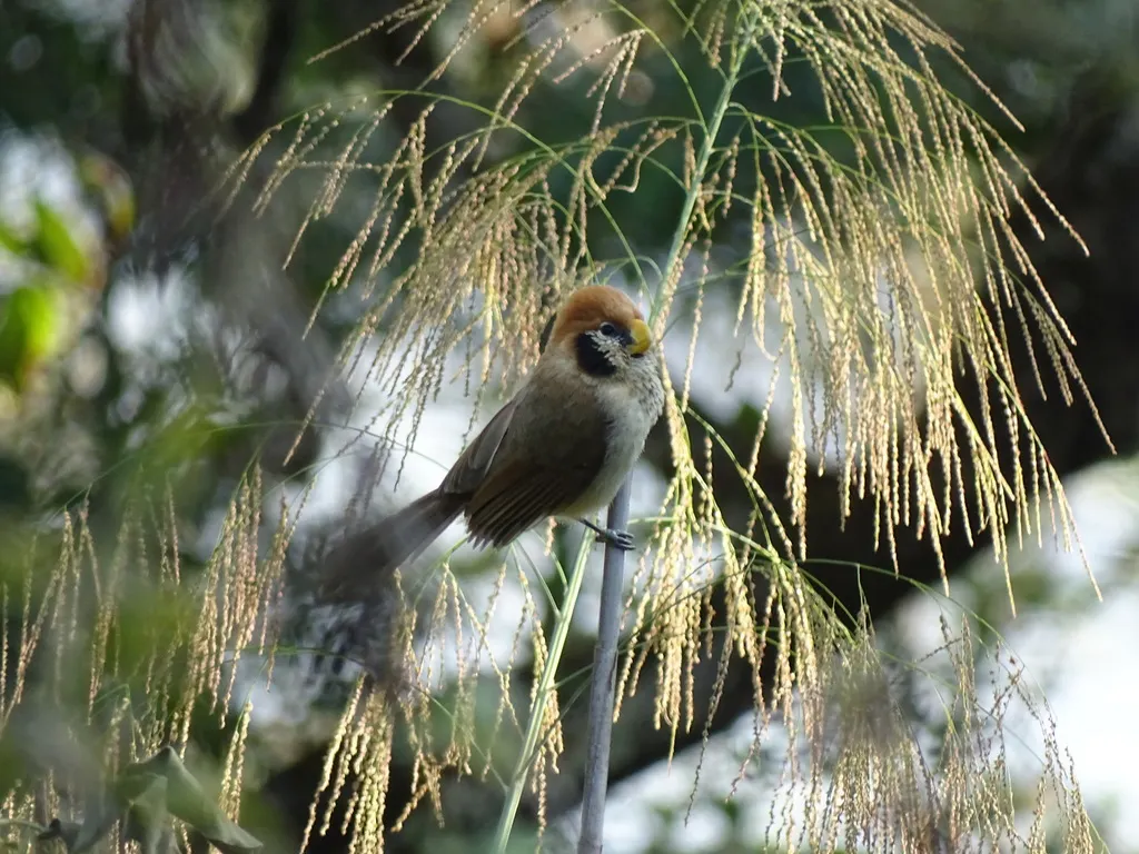 点胸鸦雀(Paradoxornis guttaticollis)