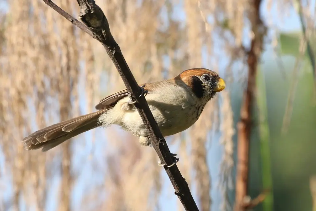 点胸鸦雀(Paradoxornis guttaticollis)