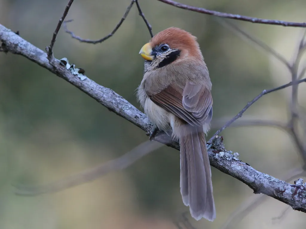 点胸鸦雀(Paradoxornis guttaticollis)