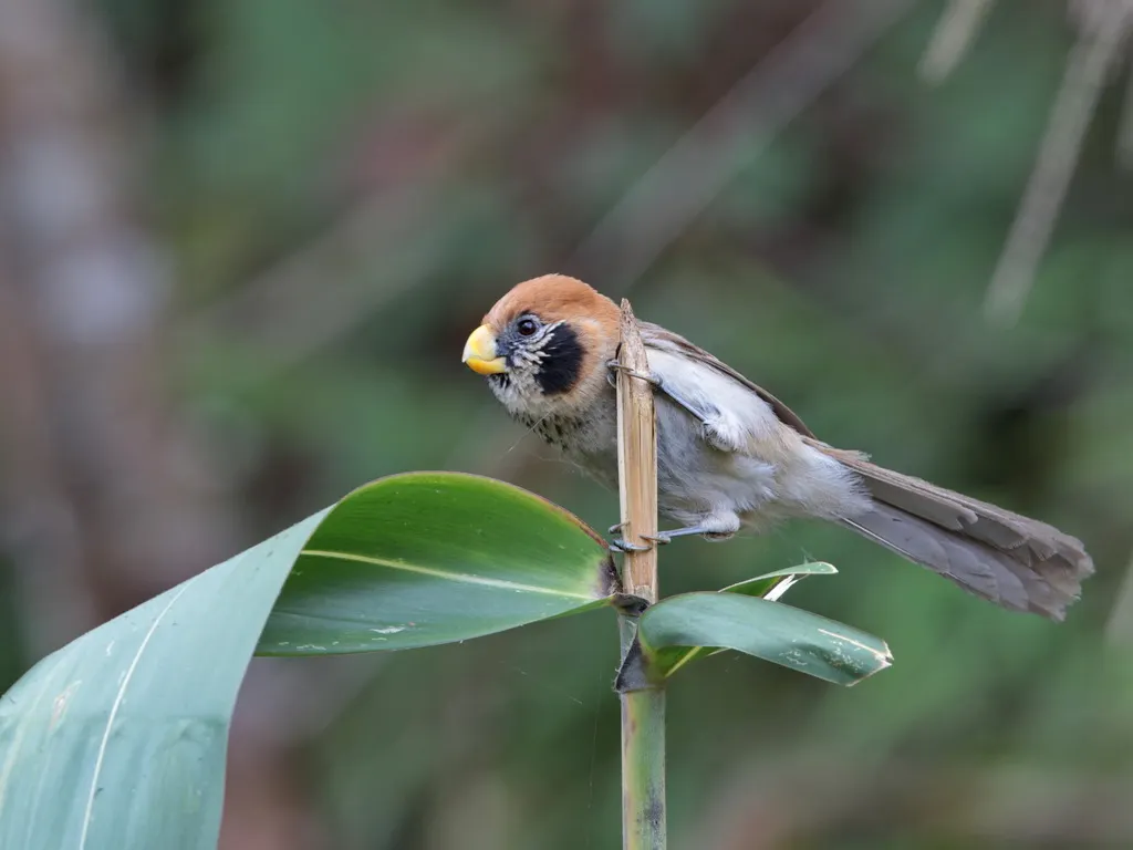 点胸鸦雀(Paradoxornis guttaticollis)
