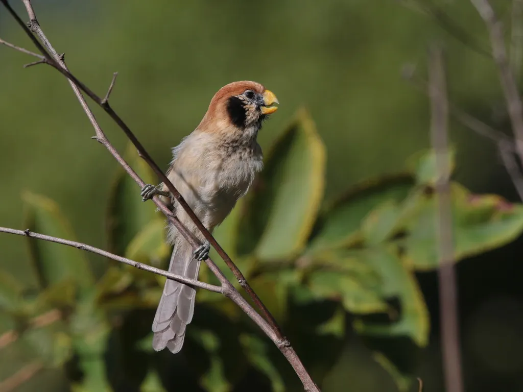 点胸鸦雀(Paradoxornis guttaticollis)