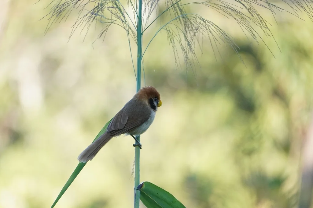 点胸鸦雀(Paradoxornis guttaticollis)