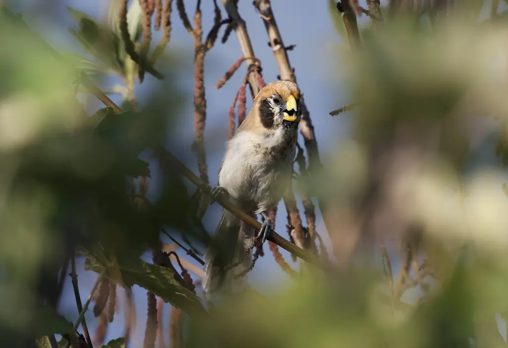 点胸鸦雀(Paradoxornis guttaticollis)
