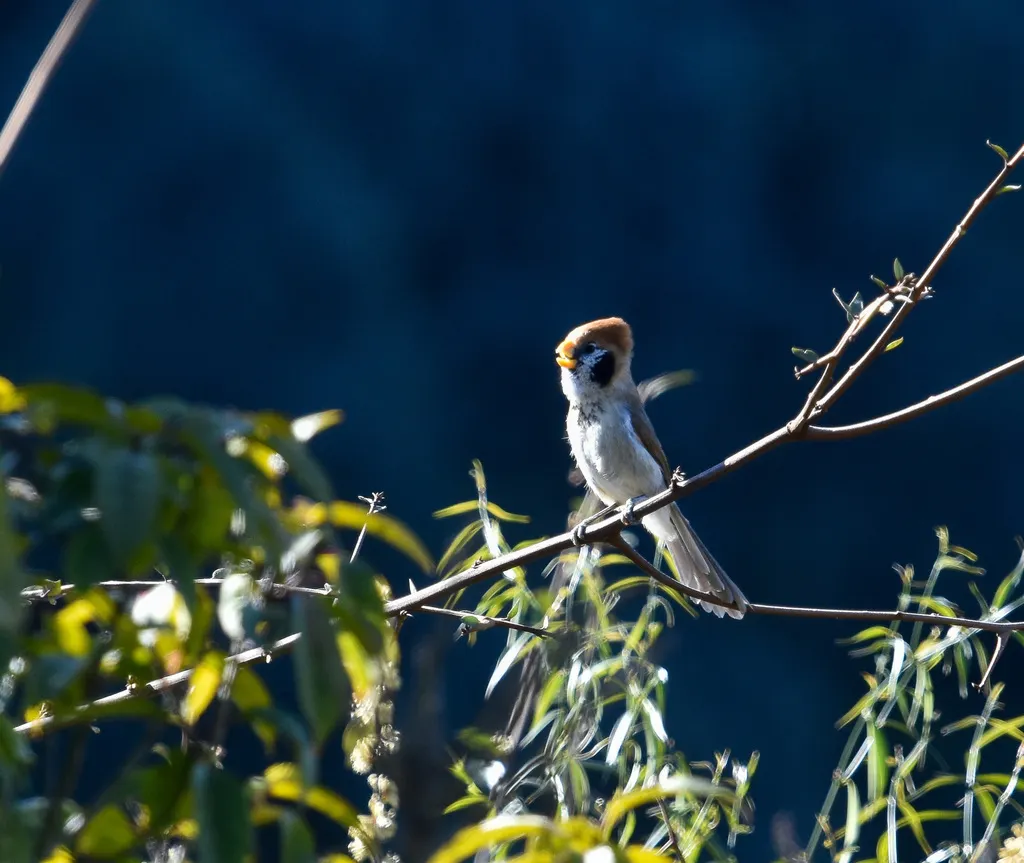点胸鸦雀(Paradoxornis guttaticollis)