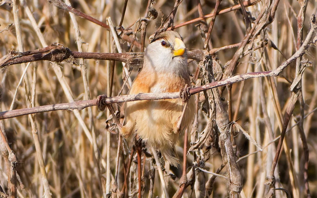 震旦鸦雀(Paradoxornis heudei)