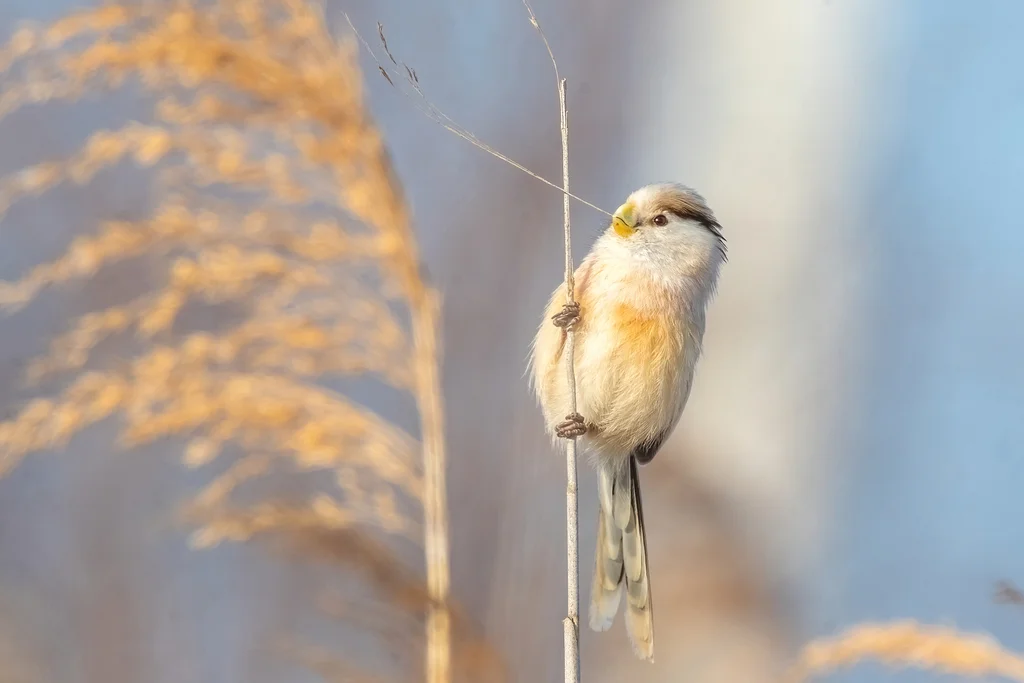 震旦鸦雀(Paradoxornis heudei)
