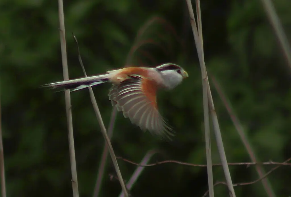 震旦鸦雀(Paradoxornis heudei)