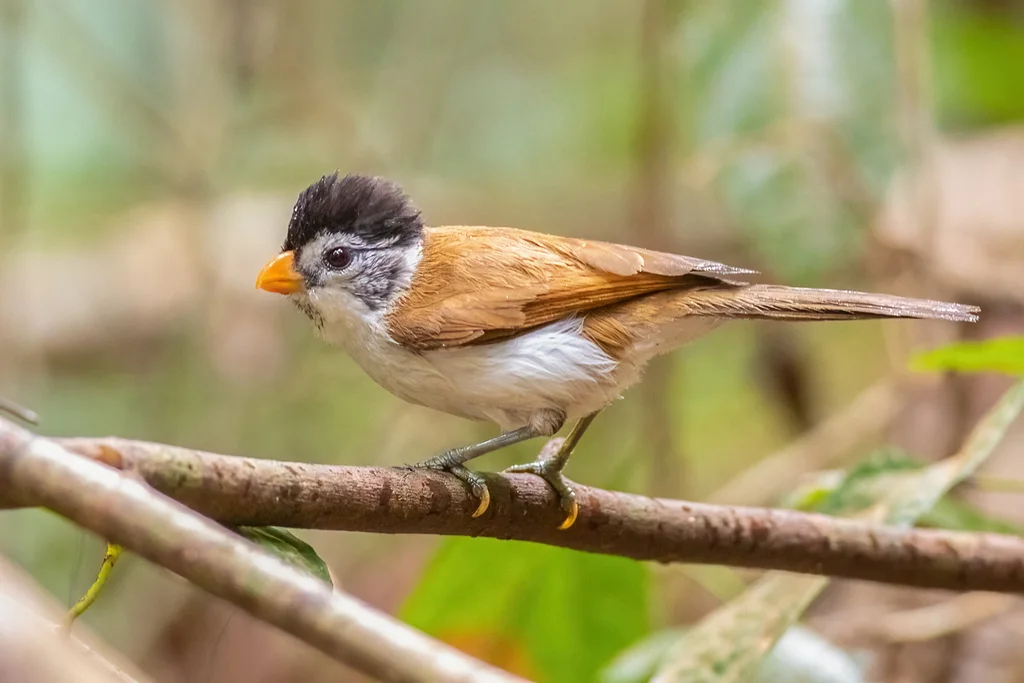 黑头鸦雀(Paradoxornis margaritae)