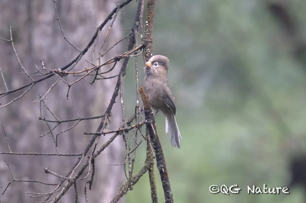 三趾鸦雀(Paradoxornis paradoxus)