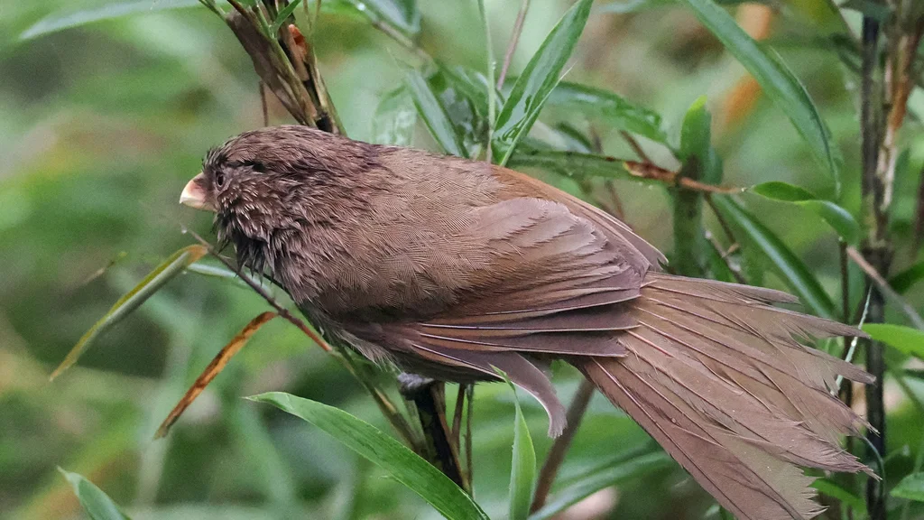 褐鸦雀(Paradoxornis unicolor)