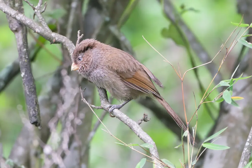 褐鸦雀(Paradoxornis unicolor)