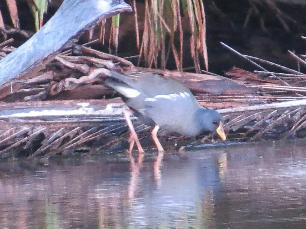 小黑水鸡(Paragallinula angulata)
