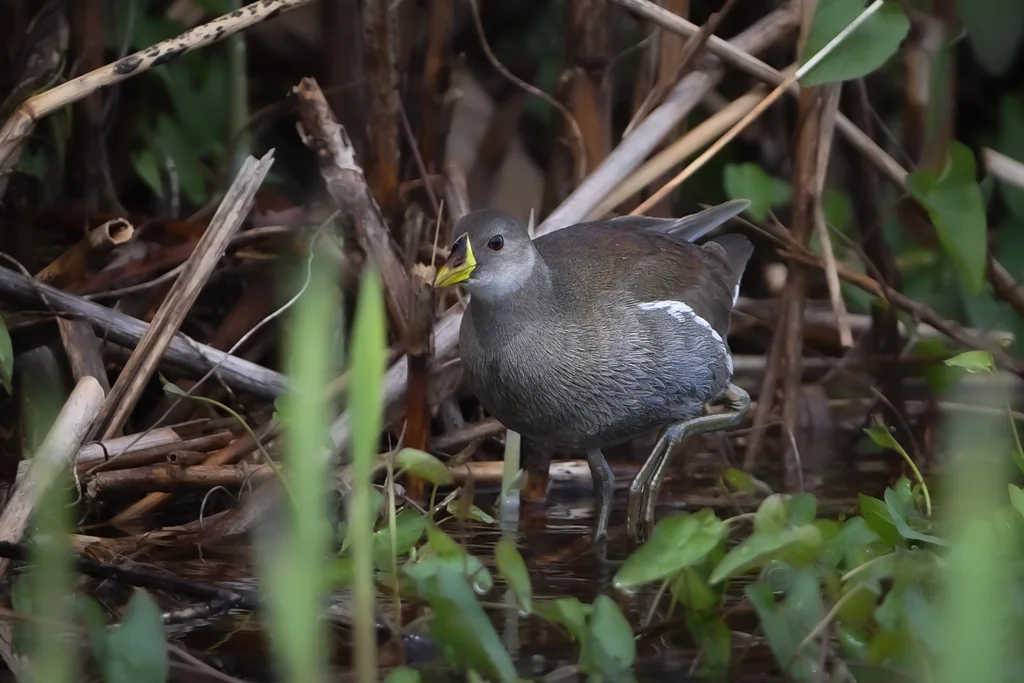 小黑水鸡(Paragallinula angulata)