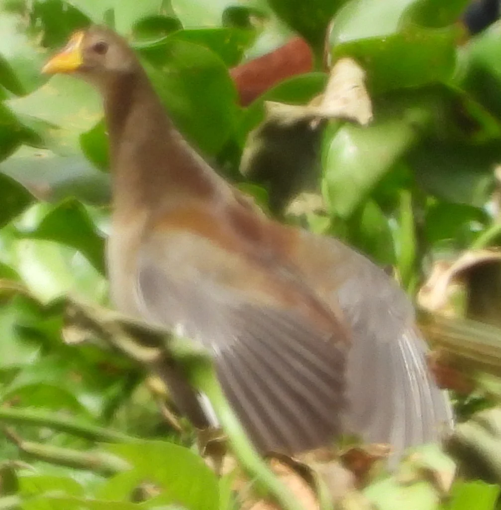 小黑水鸡(Paragallinula angulata)