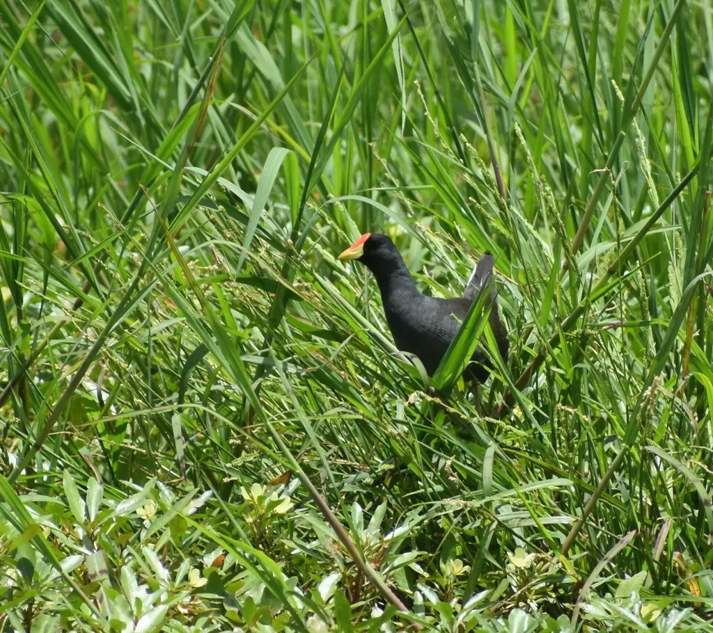 小黑水鸡(Paragallinula angulata)