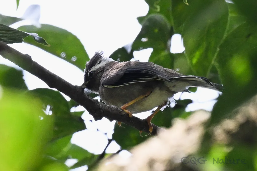 白领凤鹛(Parayuhina diademata)