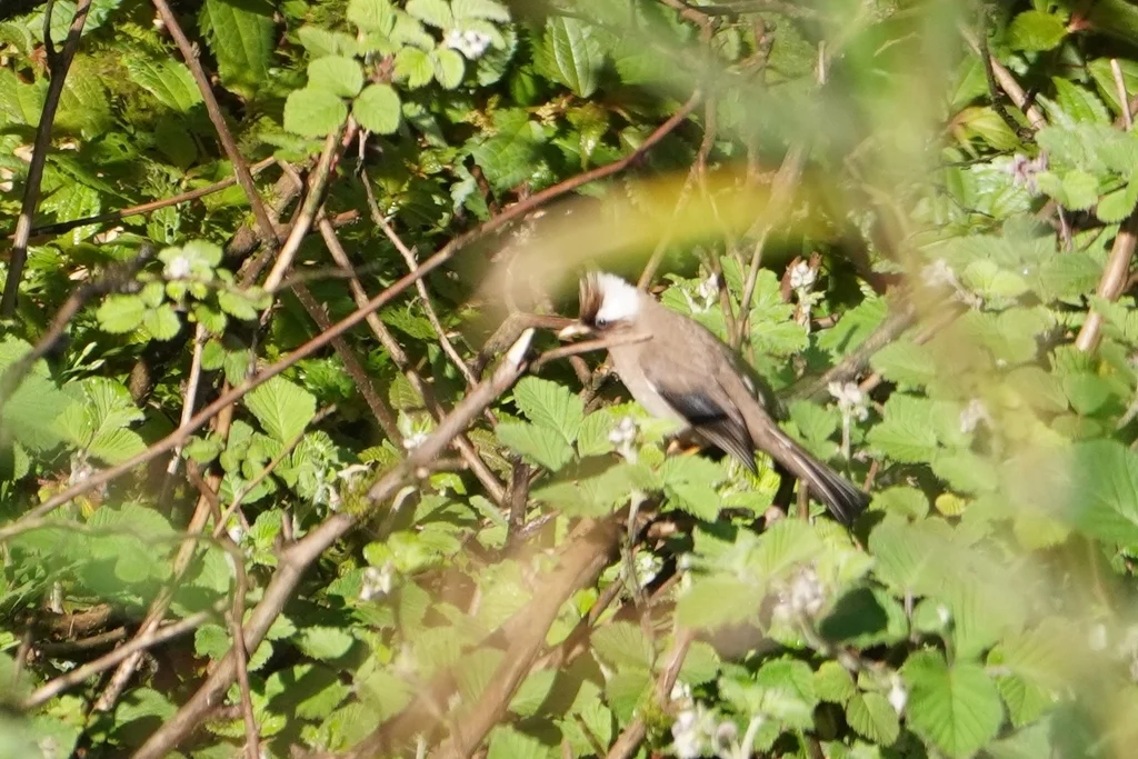 白领凤鹛(Parayuhina diademata)