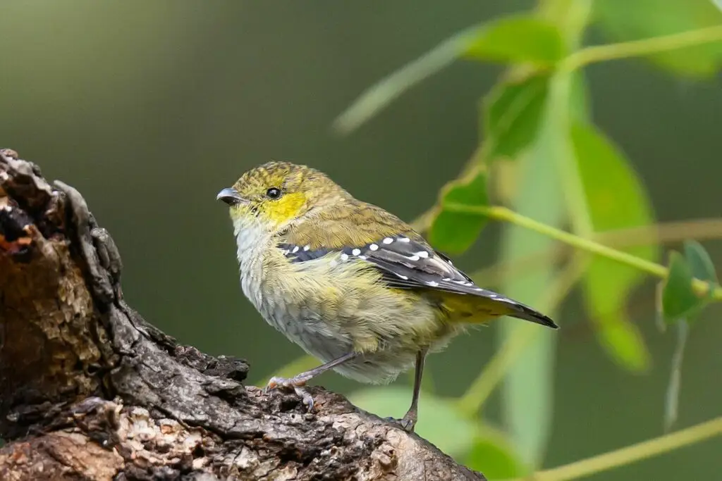 多斑食蜜鸟(Pardalotus quadragintus)