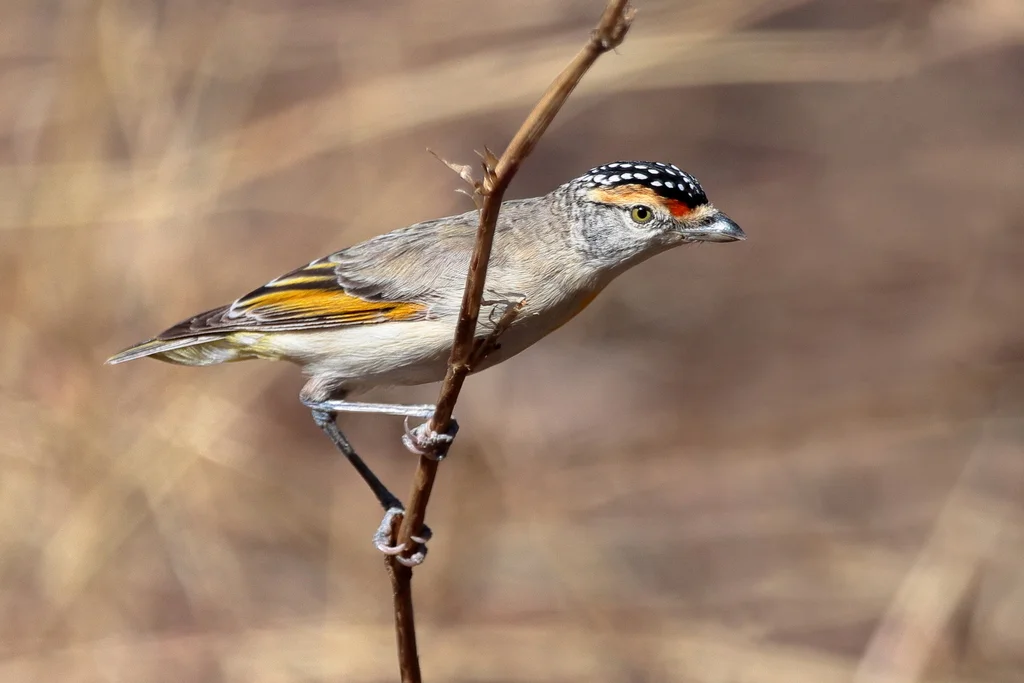 红眉食蜜鸟(Pardalotus rubricatus)