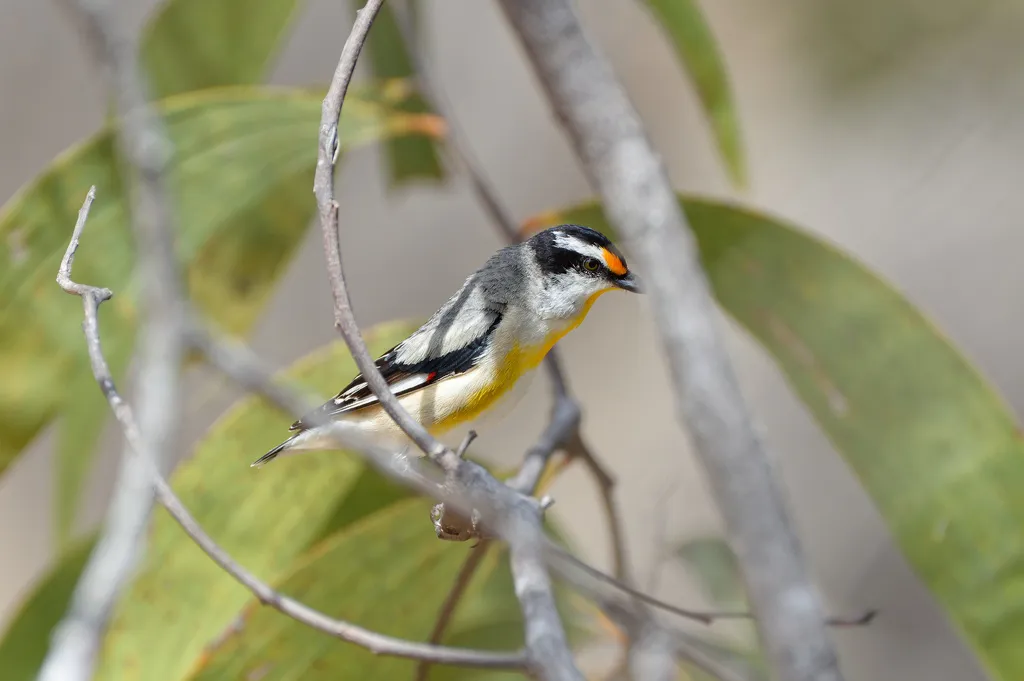 纹翅食蜜鸟（Pardalotus striatus）