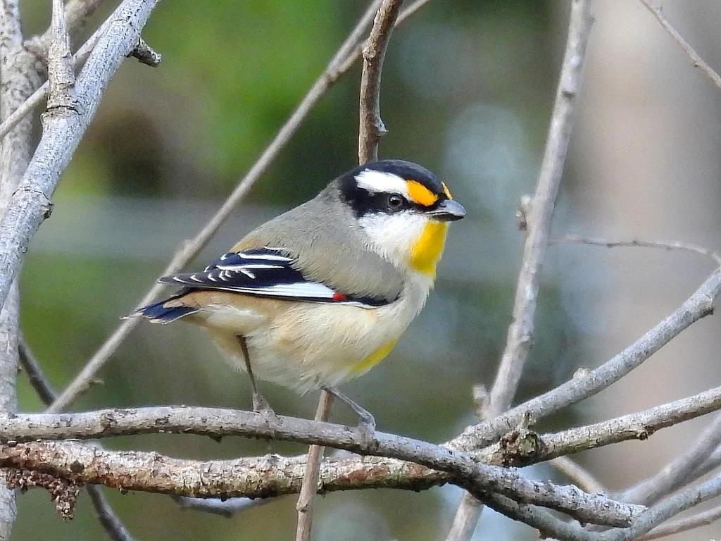 纹翅食蜜鸟（Pardalotus striatus）