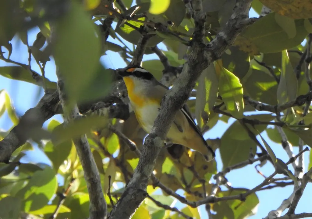 纹翅食蜜鸟（Pardalotus striatus）