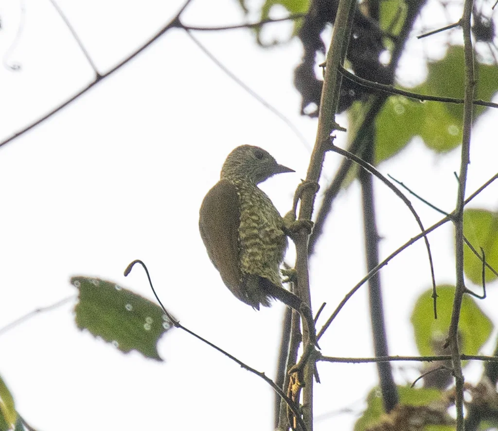 棕斑啄木鸟(Pardipicus nivosus)