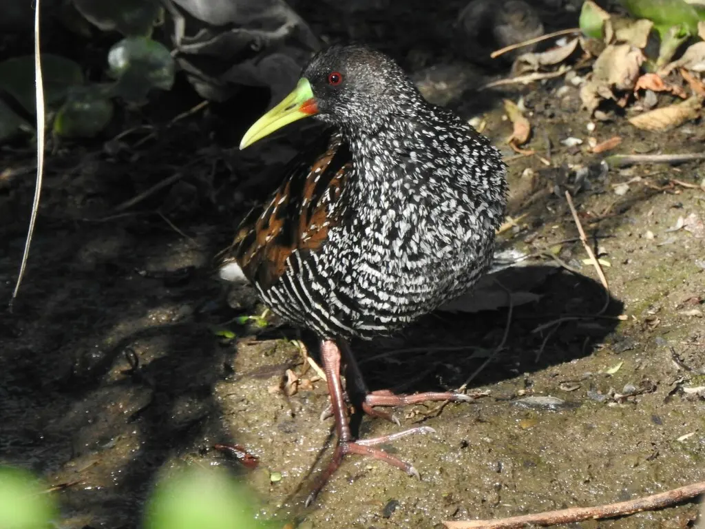 美洲斑秧鸡(Pardirallus maculatus)