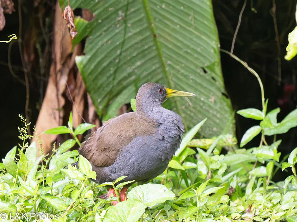 暗色秧鸡(Pardirallus nigricans)