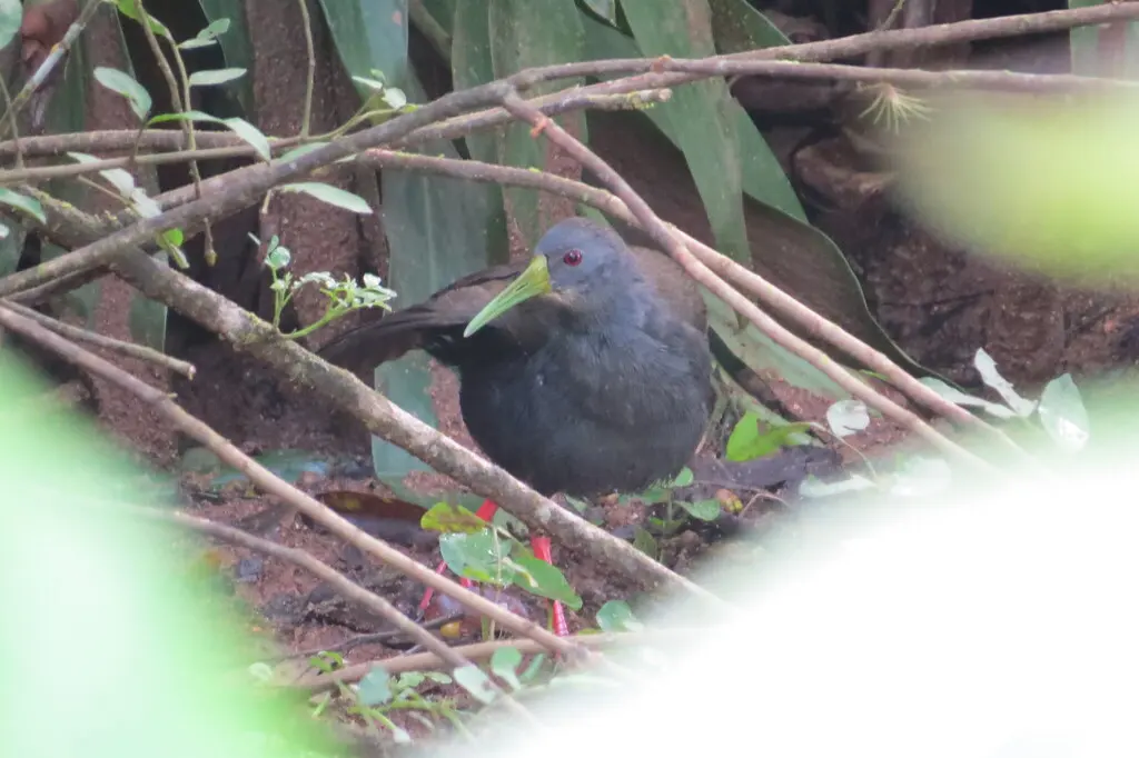暗色秧鸡(Pardirallus nigricans)