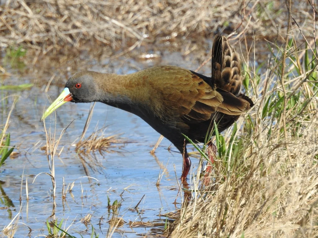 铅色秧鸡（Pardirallus sanguinolentus）