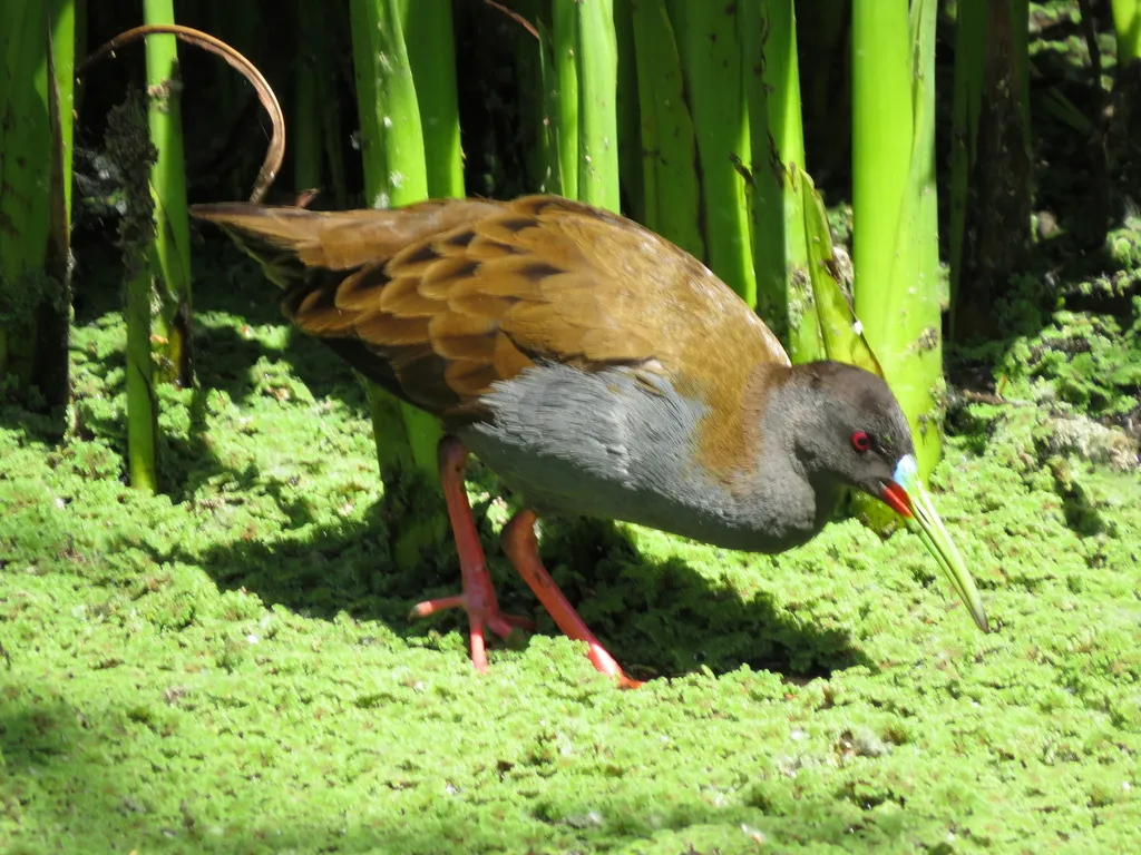 铅色秧鸡（Pardirallus sanguinolentus）