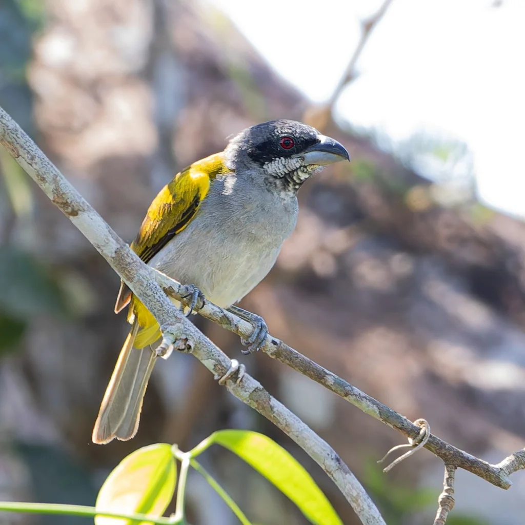 黄肩厚嘴雀(Parkerthraustes humeralis)
