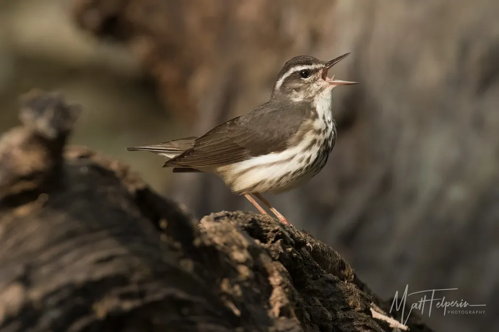 白眉灶莺(Parkesia motacilla)