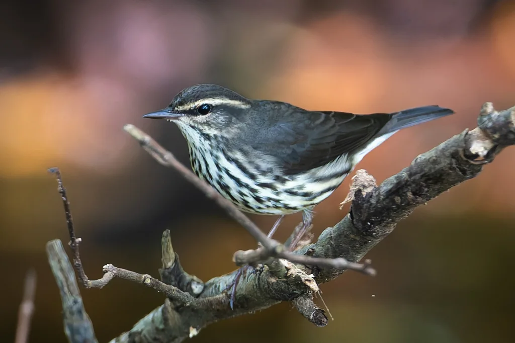 黄眉灶莺(Parkesia noveboracensis)