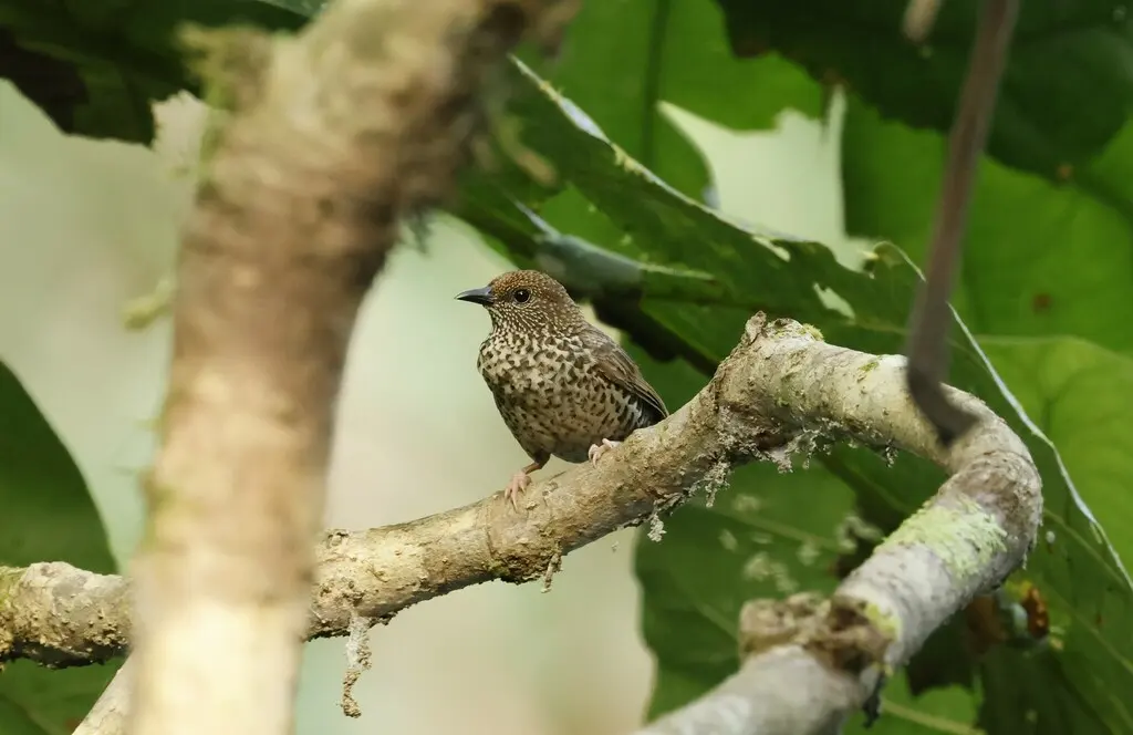 红额啄花雀(Parmoptila rubrifrons)