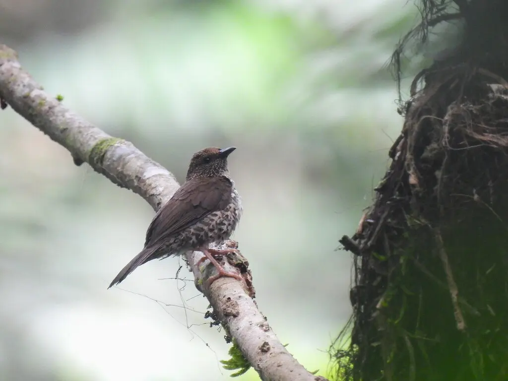 红额啄花雀(Parmoptila rubrifrons)