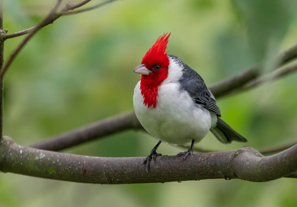 冠蜡嘴鹀(Paroaria coronata)