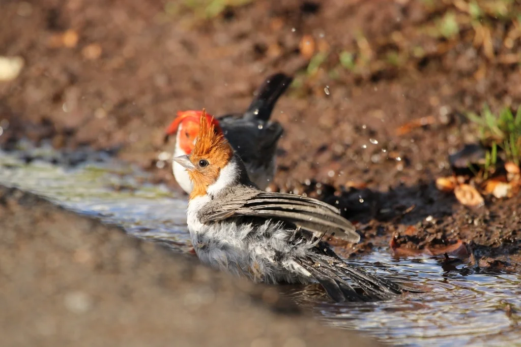 冠蜡嘴鹀(Paroaria coronata)