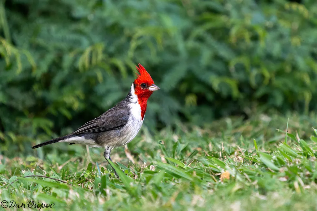 冠蜡嘴鹀(Paroaria coronata)