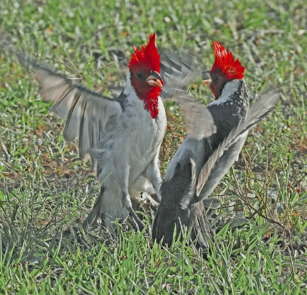 冠蜡嘴鹀(Paroaria coronata)