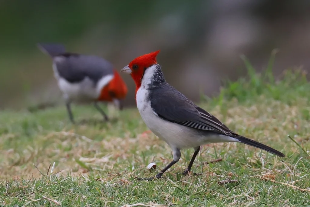 冠蜡嘴鹀(Paroaria coronata)