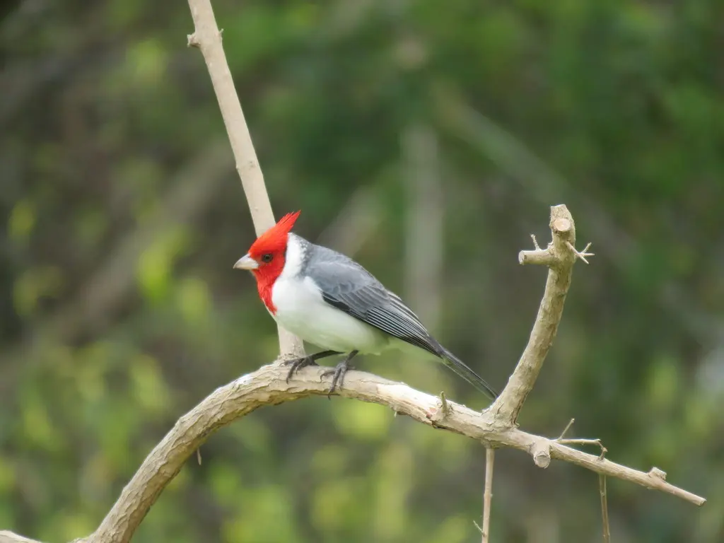 冠蜡嘴鹀(Paroaria coronata)