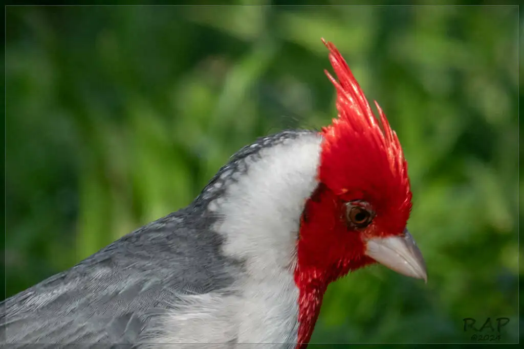 冠蜡嘴鹀(Paroaria coronata)